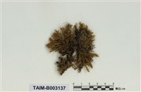 藏品(平苔科)的圖片